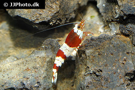 Red Bee Shrimp (Caridina cf cantonensis 